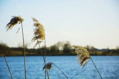 Close-up of wheat plants on field against sky