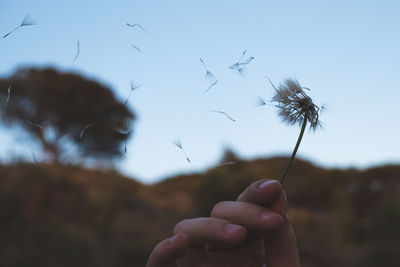 Close-up of hand holding dandelion against sky