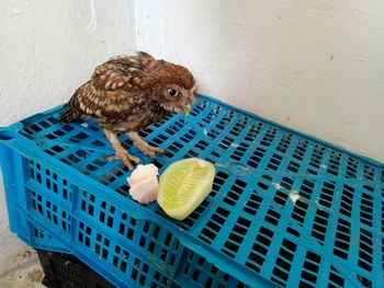 High angle view of a bird