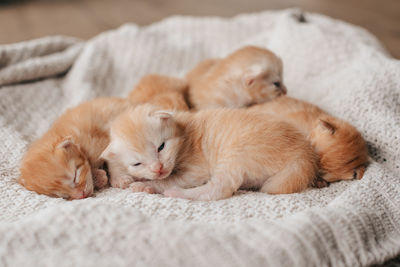 Close-up of cat sleeping on bed