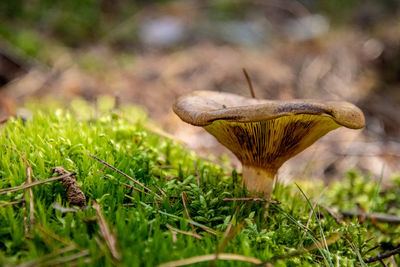Close-up of mushroom growing on field