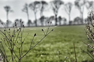 Close-up of grass on field against sky