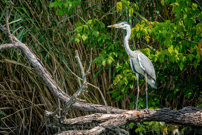 Bird perching on tree in forest