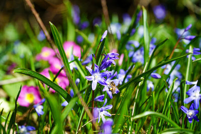Close-up of purple crocus flowers on field