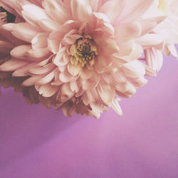 Close-up of pink flowers