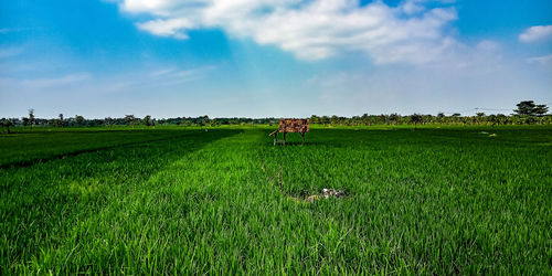 Scenic view of agricultural field against sky