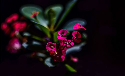 Close-up of red flowering plant