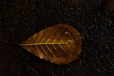 leaf