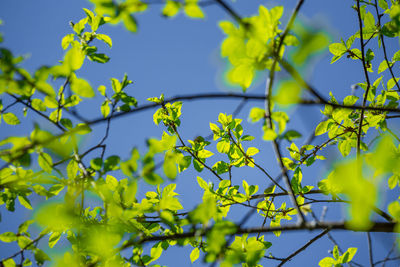 Beautiful, fresh bird cherry leaves against the spring sky.