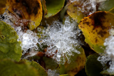 Close-up of frozen water