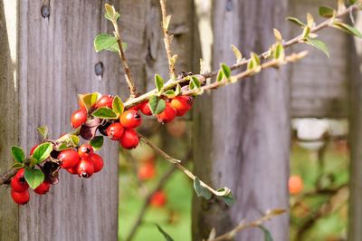 Close-up of berries on tree