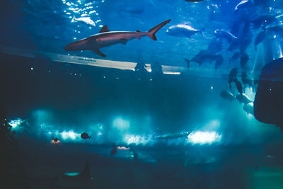 View of fish swimming in aquarium