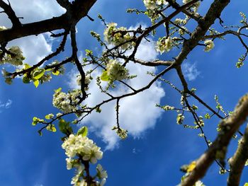 Low angle view of cherry blossom against blue sky