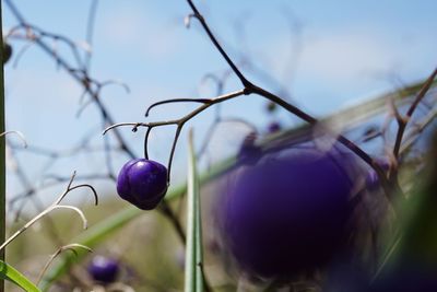 Close-up of fruit growing on tree