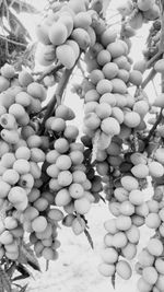 Close-up of fruits