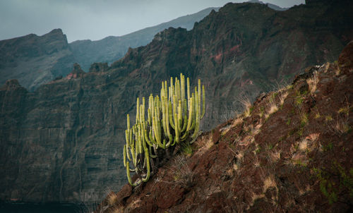 Living on the edge - los gigantes, tenerife