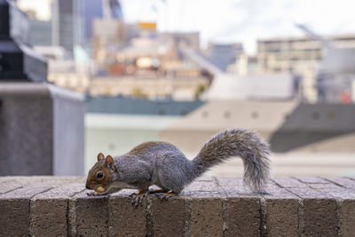 Cute little squirrel gnaws nut while perching on surrounding wall