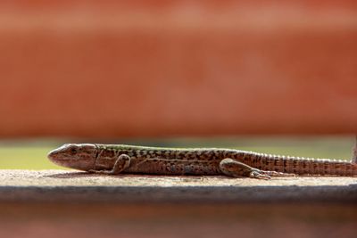 Close-up of insect on wood