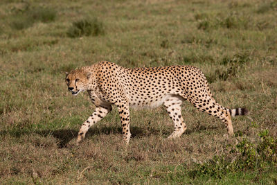 Cheetah in the wild, africa