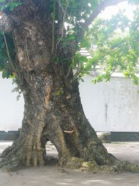 Tree trunk on field