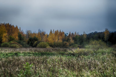 Trees on field against sky