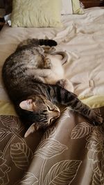 Cat sleeping on bed