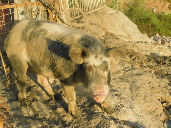 View of sheep on rock