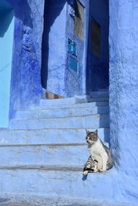 Cat standing on staircase against building