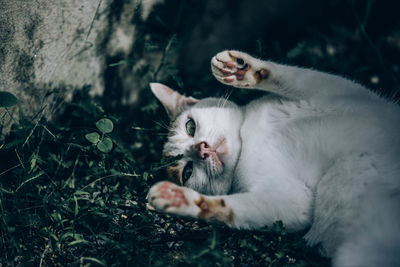 Portrait of cat with kitten