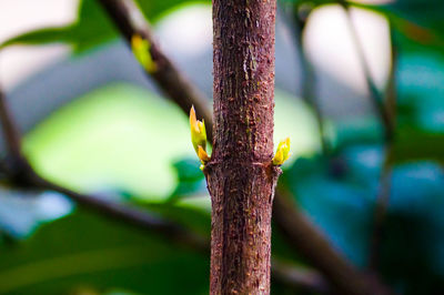 Close-up of rusty leaf on tree