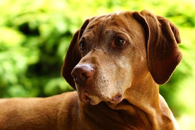 Close-up of vizsla looking away outdoors