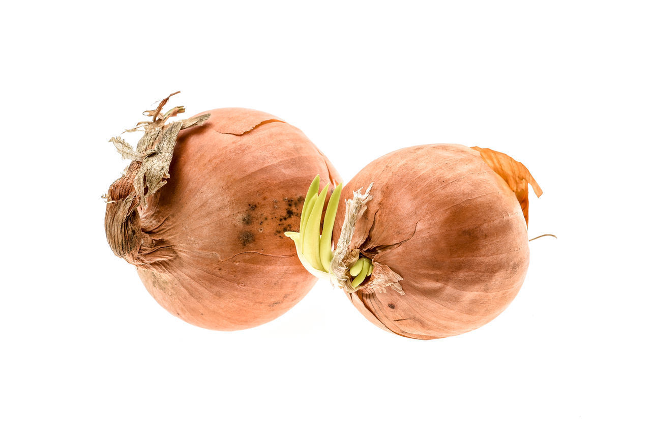 CLOSE-UP OF PUMPKIN AGAINST GRAY BACKGROUND