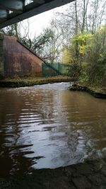 Reflection of bare trees in river