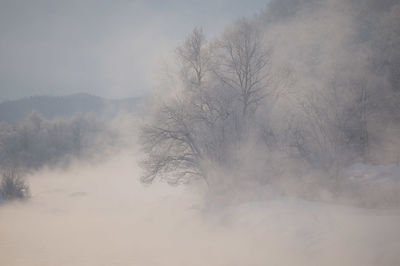 Bare trees on snow covered landscape