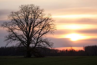 Bare trees on field at sunset