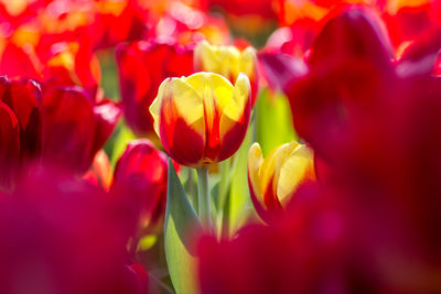 Close-up of red tulip