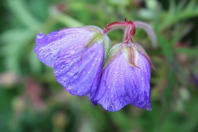 Close-up of purple flower blooming