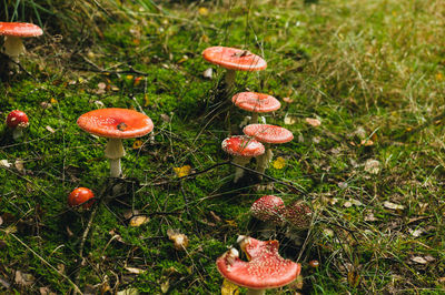 Close-up of mushroom growing on field