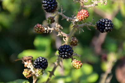 Close-up of berries growing on plant