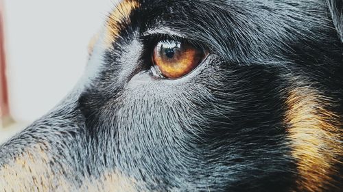 Close-up portrait of dog