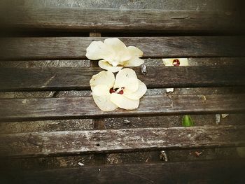 Close-up of wooden flowers on wooden plank