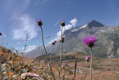 Close-up of purple flowering plants on field against sky