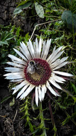 Close-up of a daisy flower