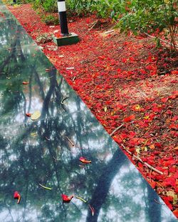 High angle view of autumn trees by lake