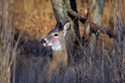 Close-up of deer