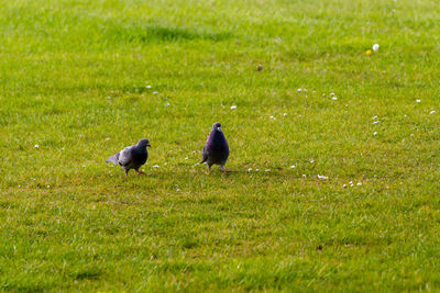 Ducks on grassy field