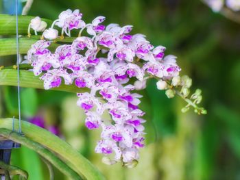 Close-up of purple flowering plant