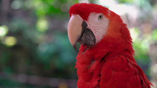 Close-up of parrot