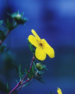 Close-up of yellow flowers blooming outdoors