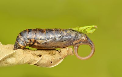 Close-up of insect over green background